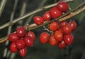 Black Bryony Berries