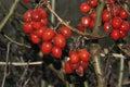 Black Bryony Berries