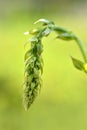 Black bryony