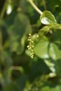 Black bryony