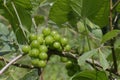 Black Bryony Flowers - Tamus communis