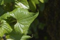 Black bryony