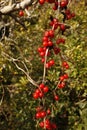 Black bryony,Tamus communis