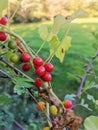 Black Bryony berries, a poisonous British plant