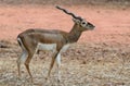 Black Buck Royalty Free Stock Photo