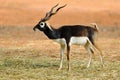 Black Buck Royalty Free Stock Photo