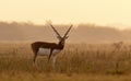 Black-buck adult male in early golden sunrise Royalty Free Stock Photo