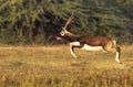 Black-buck Adult Male Jumping in mid-air portrait Royalty Free Stock Photo