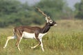 Black-buck adult male portrait & close-up in green Royalty Free Stock Photo