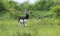 Black-buck adult male portrait in green background Royalty Free Stock Photo