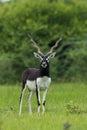 Black-buck adult male portrait in green background Royalty Free Stock Photo