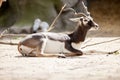 Black buck antelope Royalty Free Stock Photo