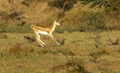 Black-buck baby Jumping in mid-air in greenery Royalty Free Stock Photo