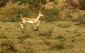 Black-buck baby Jumping in mid-air in greenery Royalty Free Stock Photo