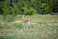 Black Buck Doe Royalty Free Stock Photo