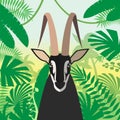 Black Buck on the Jungle Background