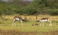 2 Black-buck males fighting for the territory Royalty Free Stock Photo