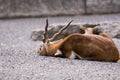 Black buck resting Royalty Free Stock Photo