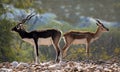 Black bucks deer in  wildlife animal in Pakistan Royalty Free Stock Photo
