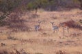 Black bucks in jungle Royalty Free Stock Photo