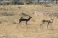 Black bucks Royalty Free Stock Photo