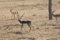 Black bucks Royalty Free Stock Photo