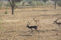 Black bucks Royalty Free Stock Photo