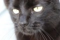 Black cat whit green eyes Royalty Free Stock Photo