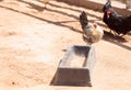 Black, buff, brown, and white chickens