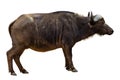 Black Buffalo Royalty Free Stock Photo