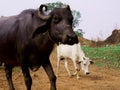 Black buffalo coming at sky background Royalty Free Stock Photo