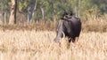 Black buffalo with four birds