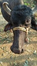 Black buffalo pet buffalo animal