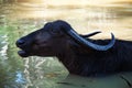 Black buffalo swimming in the lake