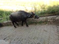 Black buffalo in village wallpaper images animal