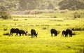 Black buffalos feeding in green paddy field Thailand. Animal in rice farm for productive harvest traditional culture rural area Royalty Free Stock Photo