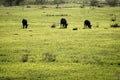 Black buffalos feeding in green paddy field Thailand. Animal in rice farm for productive harvest traditional culture rural area Royalty Free Stock Photo