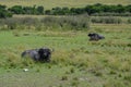 Black buffalos lying in the savannah, Kenya, Africa Royalty Free Stock Photo