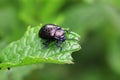 Black bug Royalty Free Stock Photo