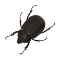 Black bug Royalty Free Stock Photo