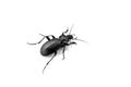 Black Bug closeup photo, isolated on white background, Macro Photography, Carabus Royalty Free Stock Photo