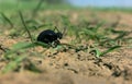 Black bug devil is running to hell Royalty Free Stock Photo