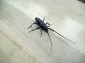 Black bug with feelers Royalty Free Stock Photo