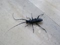 Black bug with feelers Royalty Free Stock Photo