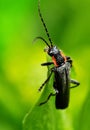 Black bug on green Royalty Free Stock Photo