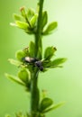 Bug insect sitting in green plant Royalty Free Stock Photo