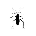 Black bug isolated on white background