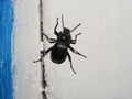 Black bug pictures at home for your logo and designs