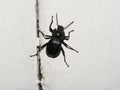 Black bug pictures at home for your logo and designs