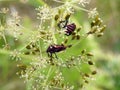 Black bug on plant , Lithuania